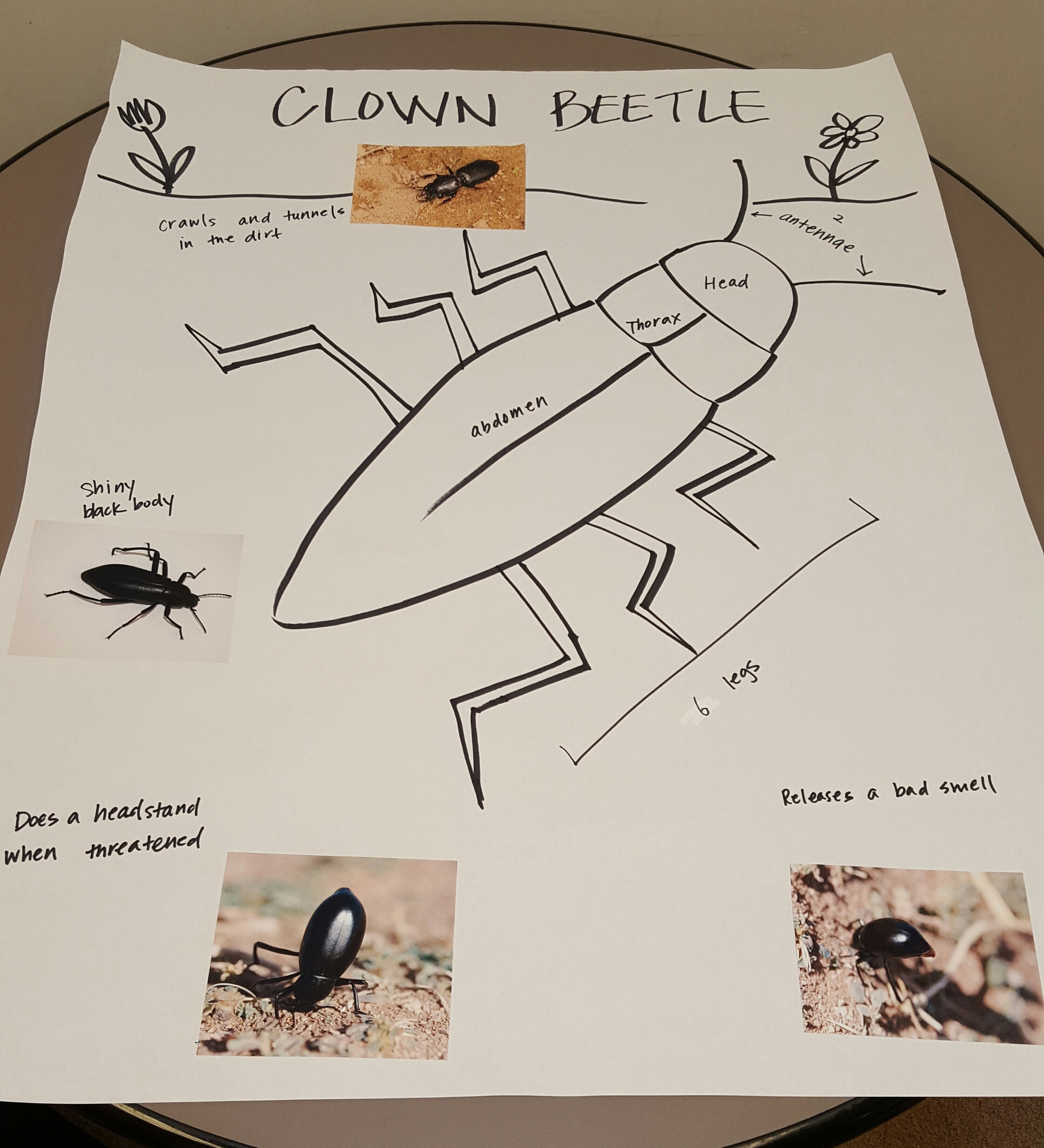 clown_beetle